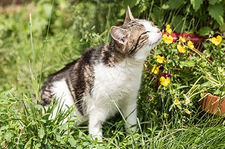 Die Pfotenhilfe ist Ihre Tierschutzorganisation in der Nähe von Salzburg