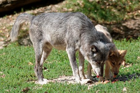 Einsamer Wolf