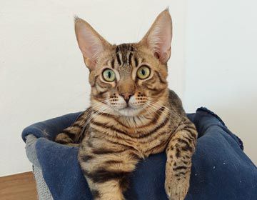 Bengal