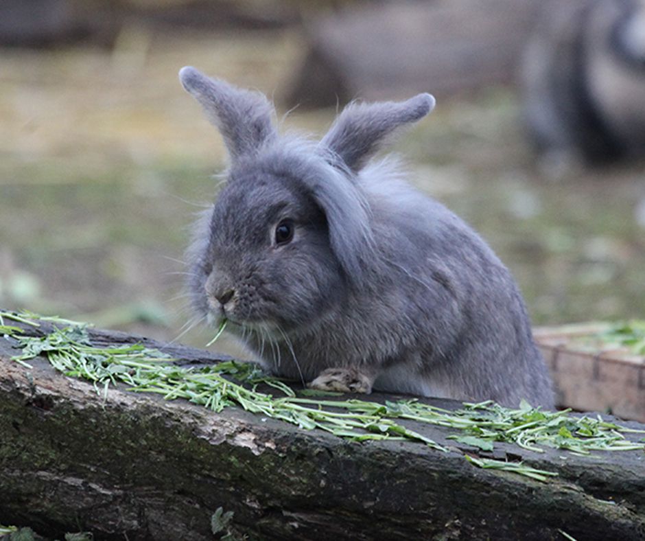 Kaninchen