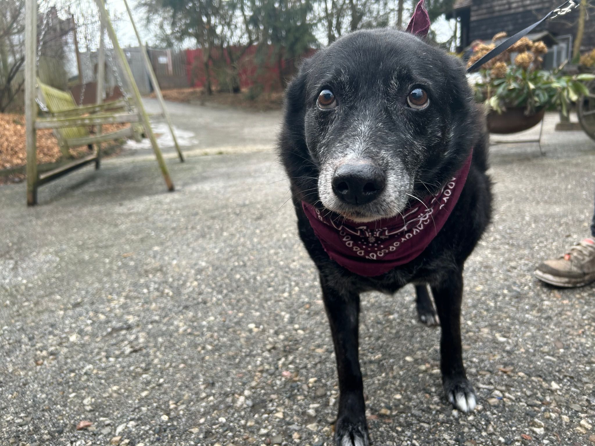 Hund Momo
