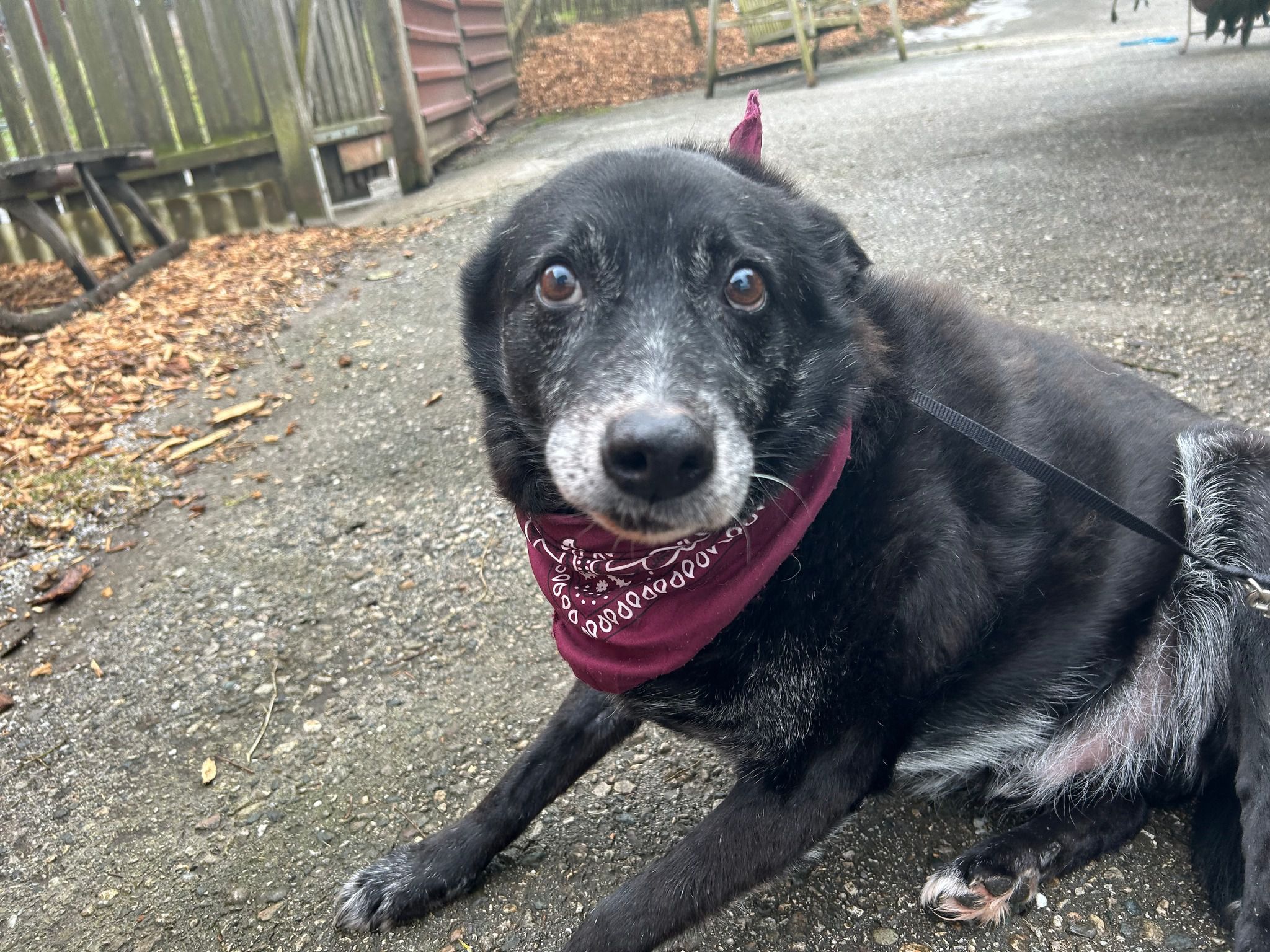 Hund Momo beim Spazierengehen
