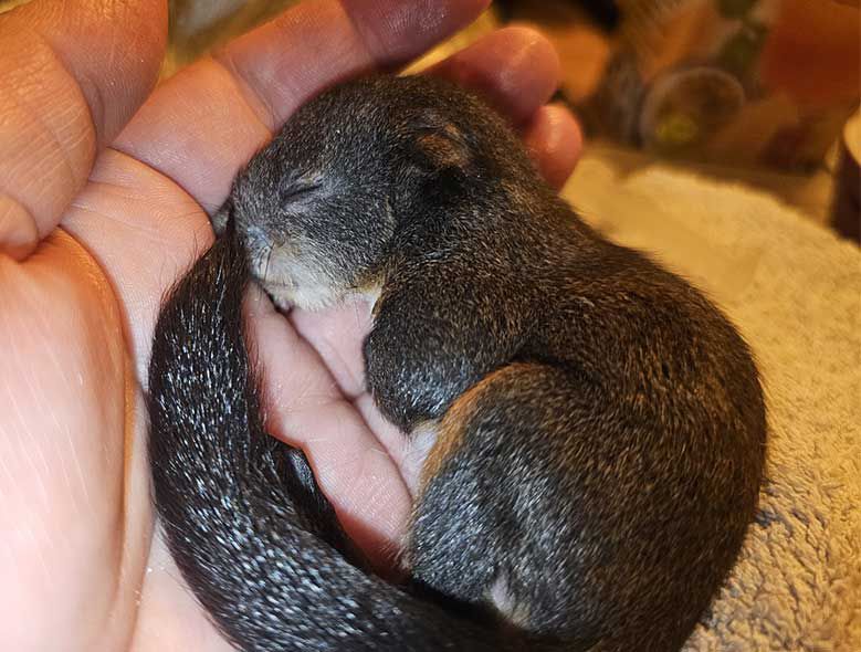 Eichhörnchen 2