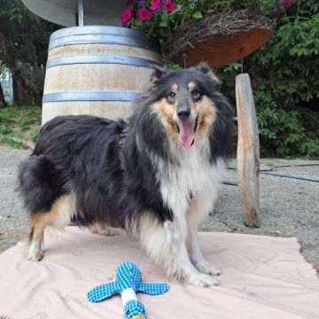 Zeus