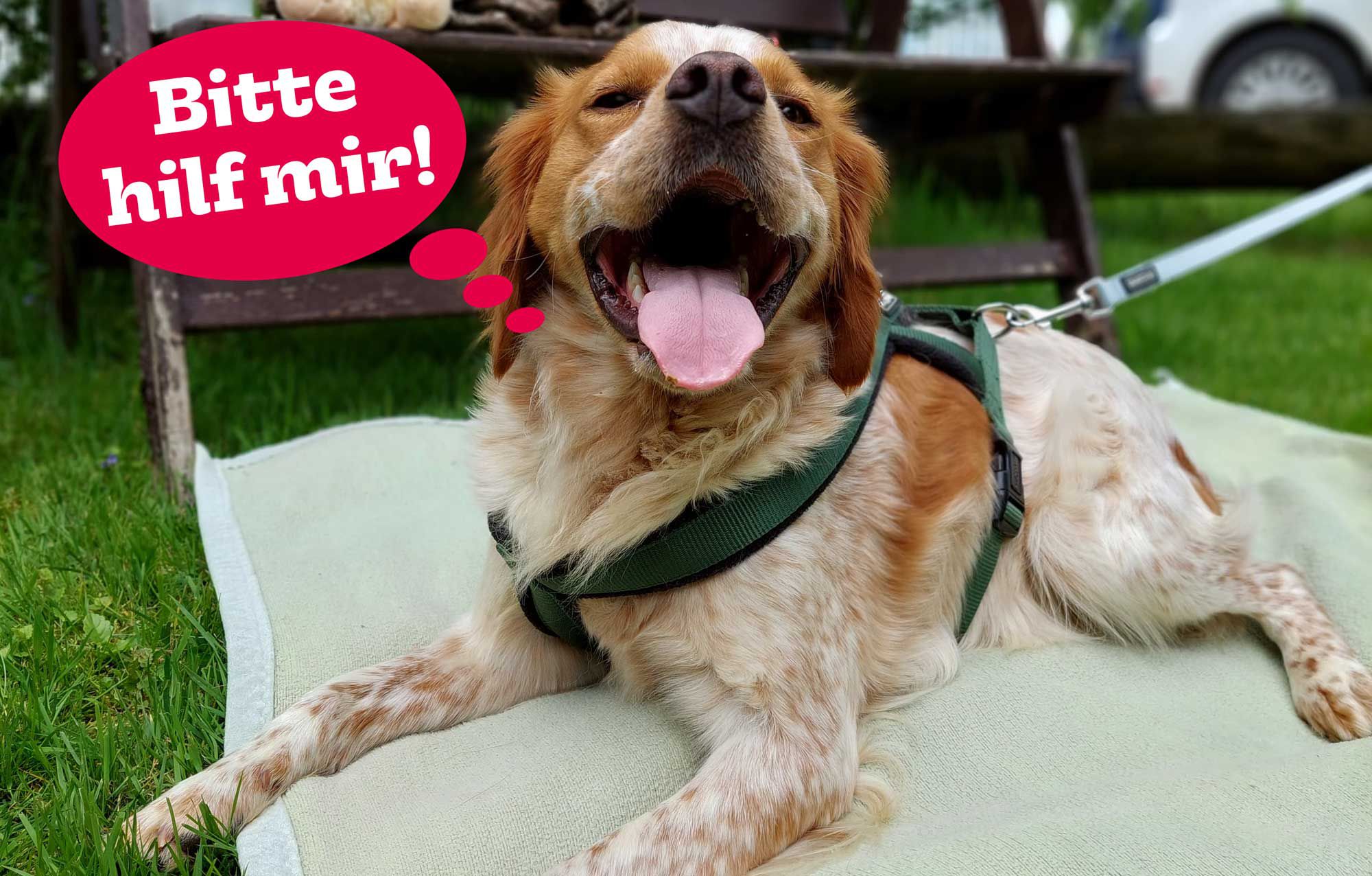 Hund Max