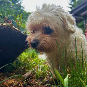 Lilou